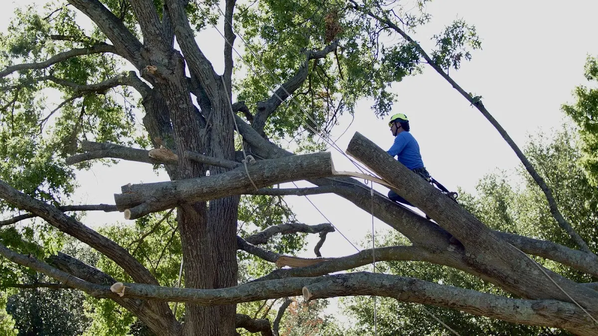 Professional Crown Thinning performed by certified arborists in Strawberry Valley